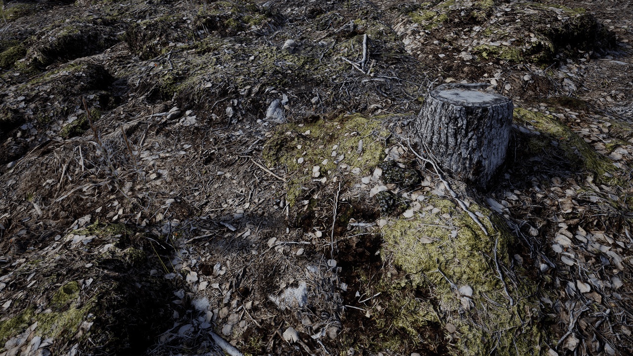 Forest Floor