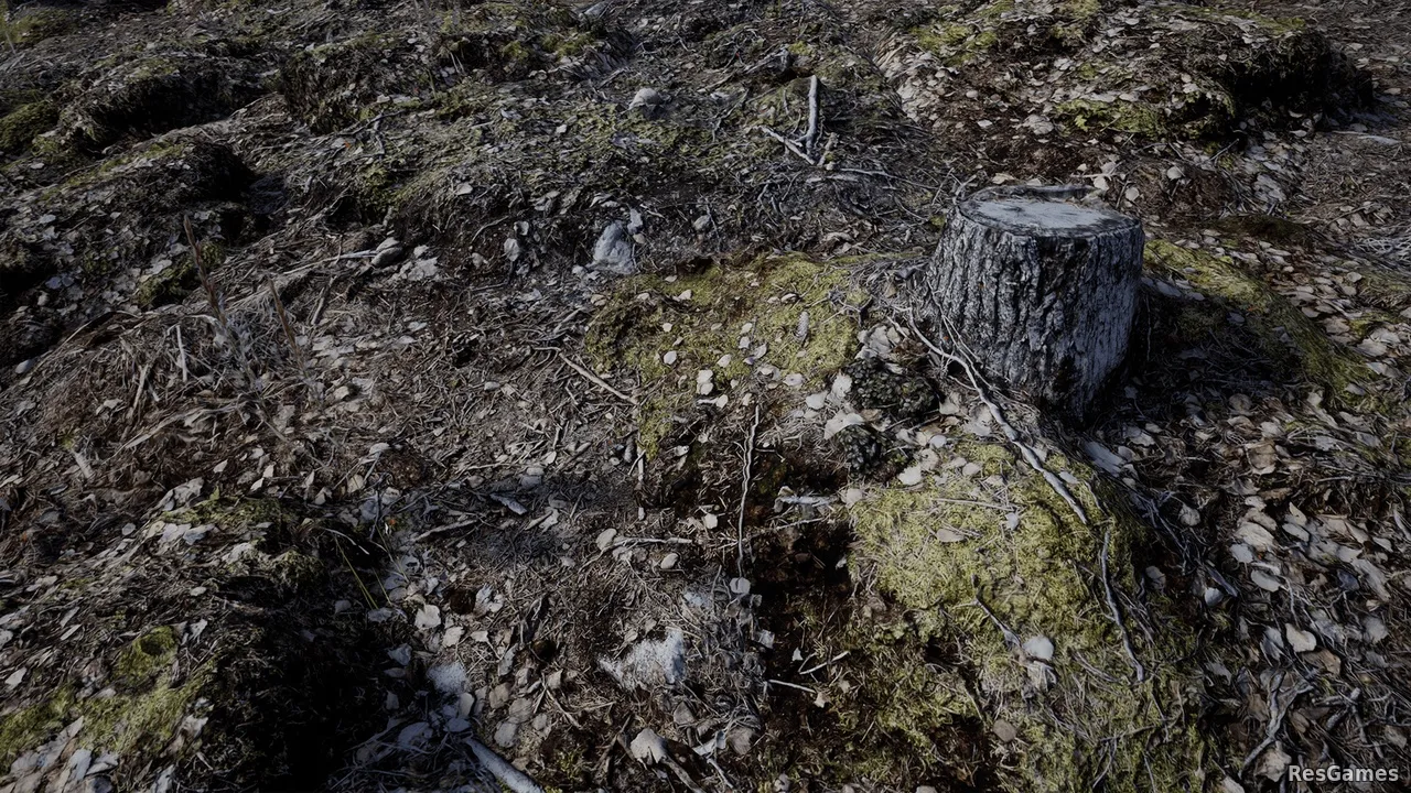 Forest Floor